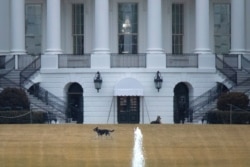 FILE - U.S. President Joe Biden's dogs Champ and Major are seen on the South Lawn at the White House in Washington, Feb. 16, 2021.