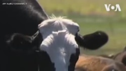 Un vache géante en Australie (vidéo)