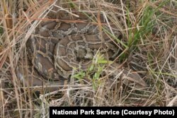 The introduction of the Burmese python in and around the Big Cypress National Preserve has been devastating to many native animals. There are an estimated 30,000 pythons in south Florida.