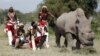 Anggota Pasukan Kriket Maasai berpose dengan Sudan, satu-satunya badak putih jantan yang masih hidup saat itu, seusai bertanding dalam turnamen amal "Last Male Standing" di taman nasional Ol Pejeta Conservancy, Laikipia, Kenya, 14 Juni 2015. (Foto: dok).