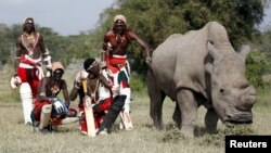 Anggota Pasukan Kriket Maasai berpose dengan Sudan, satu-satunya badak putih jantan yang masih hidup saat itu, seusai bertanding dalam turnamen amal "Last Male Standing" di taman nasional Ol Pejeta Conservancy, Laikipia, Kenya, 14 Juni 2015. (Foto: dok).