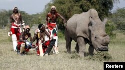 Membres de l'equipe Maasai de cricket pose avec le dernier rhinoceros blanc survivant dans le parc national de Laikipia au Kenya, juin 2014.