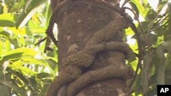 Mondia, found in Kakamega Forest, is a vine that has for centuries been used as a flavoring agent and medicine