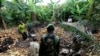 Une plantation de cacao en Côte d'Ivoire, 19 mai 2011. 