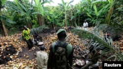 Un soldat ivoirien se tient près des agriculteurs en train de casser des cabosses de cacao, le 19 mai 2011, alors que gouvernement ivoirien veut chasser les agriculteurs de 231 réserves forestières.