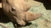 多家国际动物保护机构谴责中国开禁虎骨犀角