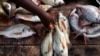 West Africa Aims to Stop Illegal Fishing