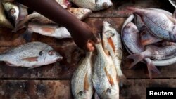 Des poissons à vendre au Sénégal, pays qui souffre de la pêche illicite qui vide ses côtes
