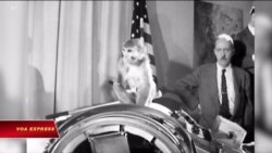 Trước loài người, loài vật đã ‘đặt chân’ vào vũ trụ