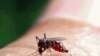 Cabo Verde tenta impedir nova epidemia de dengue