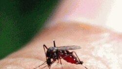 Autoridades cabo verdianas confirmam sete casos da dengue