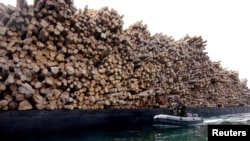 FILE - Indonesian marine soldiers patrol in front of a heap of illegal wood that was seized South Sulawesi. On the African continent sprawling teak forests, planted nearly a century ago to supply lumber and government income in South Sudan, are fast disappearing