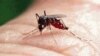 Mosquitos transgénicos contra el dengue
