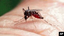 93 casos de dengue en los Cayos en 2009 y 2010, han encendido las alarmas en Estados Unidos