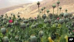 An opium poppy field in Afghanistan