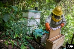 Nancy Carlo Estrada works with her bees outside of Coroico, Bolivia, Dec. 20, 2018.