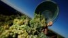 Un empleado de la viña M. R. Mathias Wolf cosecha uvas en Loerzweiler, Alemania, el 6 de agosto de 2018. REUTERS / Ralph Orlowski -