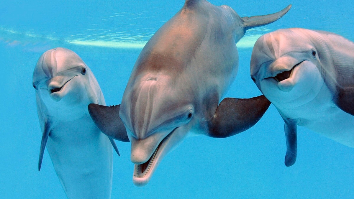 Дельфины с ногами