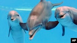 Three bottlenose dolphins are seen at the Brookfield Zoo in Brookfield, Ill., May 14, 2013. Researchers say dolphins can call to each other by name through whistling. (Chicago Zoological Society)