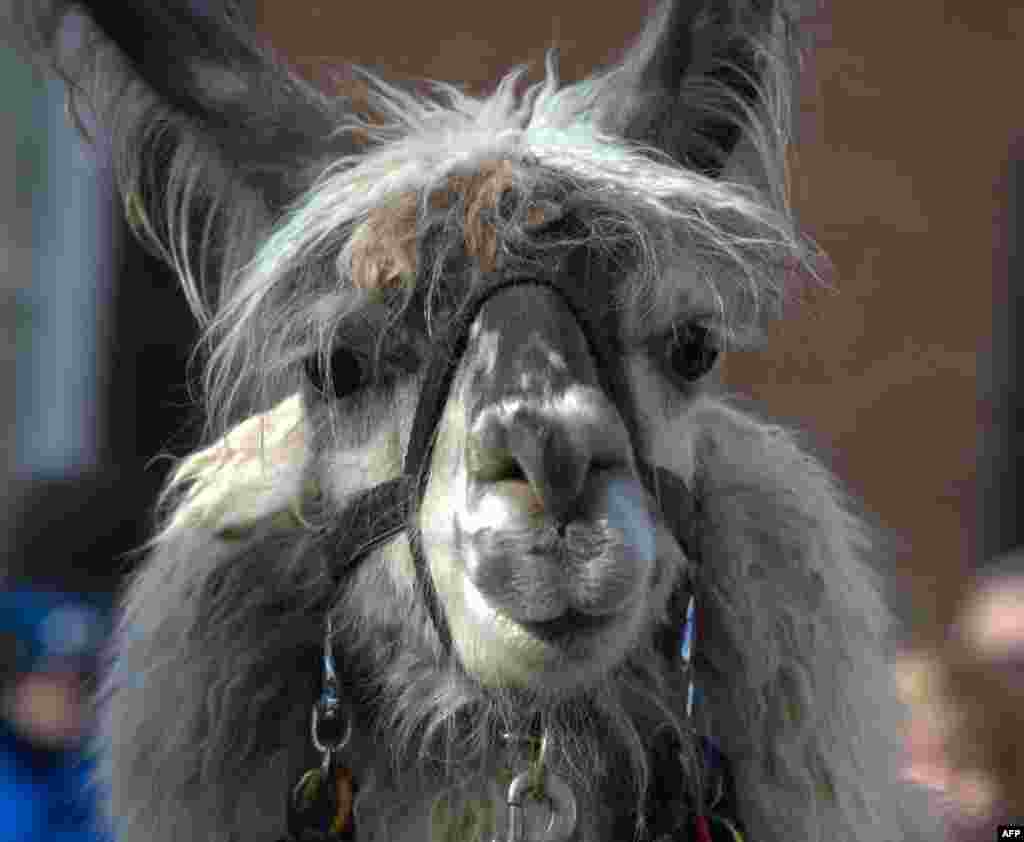 Нужен ли прошлогодний снег?