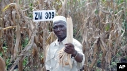 Farmer Bamusi Stambuli, from Balaka, Malawi, shows off a healthy ear of maize, a staple crop for more than 900 million people worldwide.