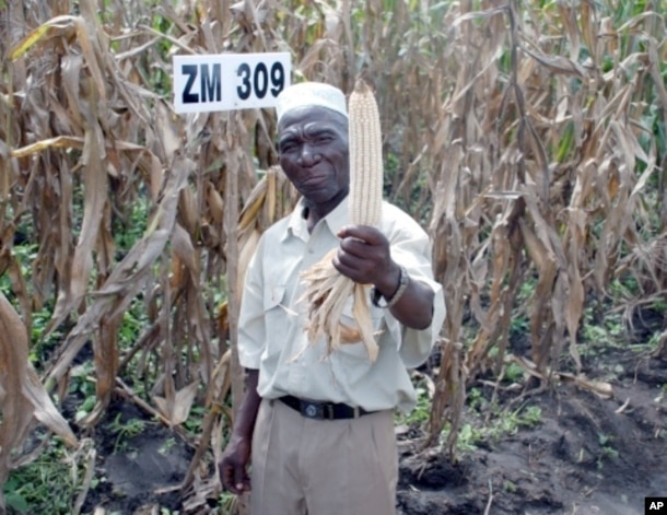 FILE - Farmer Bamusi Stambuli from Balaka, Malawi, shows off a healthy ear of maize, a staple crop for more than 900 million people worldwide.