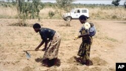 Women farming in Malawi. 