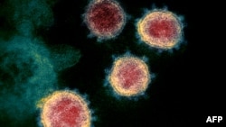 电子显微镜图像显示的新冠病毒
