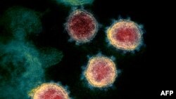 美國國家過敏及傳染性疾病研究所發布電子顯微鏡下的新冠病毒 (SARS-CoV-2) 圖像 （路透社）