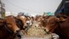 Sapi jantan di sebuah pasar ternak. Penyakit mulut dan kuku (PMK) pada ternak kini menyerang sejumlah besar hewan di Indonesia. (Foto: REUTERS)