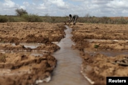 FILE - A farmer works in an irrigated field near the village of Botor, Somaliland, April 16, 2016. A severe El Nino-related drought hit in 2015 and 2016.