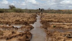 A farmer works in an irrigated field near the village of Botor, Somaliland, April 16, 2016. A severe El Nino-related drought hit in 2015 and 2016. A milder El Nino event is predicted to develop by February 2019.