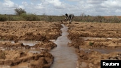 FILE - A farmer works in an irrigated field near the village of Botor, Somaliland, April 16, 2016. The severe drought that hit the Horn of Africa was linked to El Nino. A milder El Nino event is predicted to develop by February 2019, affecting weather patterns around the globe.