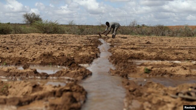 A farmer works in an irrigated field near the village of Botor, Somaliland, April 16, 2016. A severe El Nino-related drought hit in 2015 and 2016. A milder El Nino event is predicted to develop by February 2019.