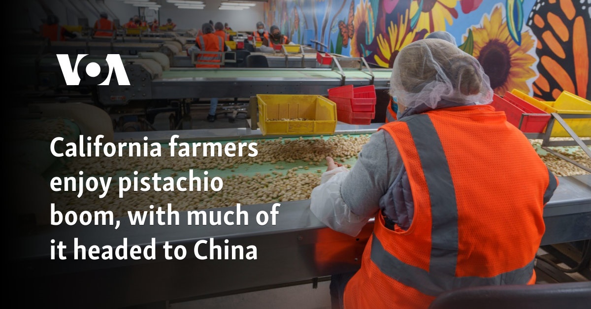 California farmers enjoy pistachio boom, with much of it headed to China