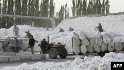 Migrant workers unload and pack cotton picked from fields in Korla, 10 October 2006