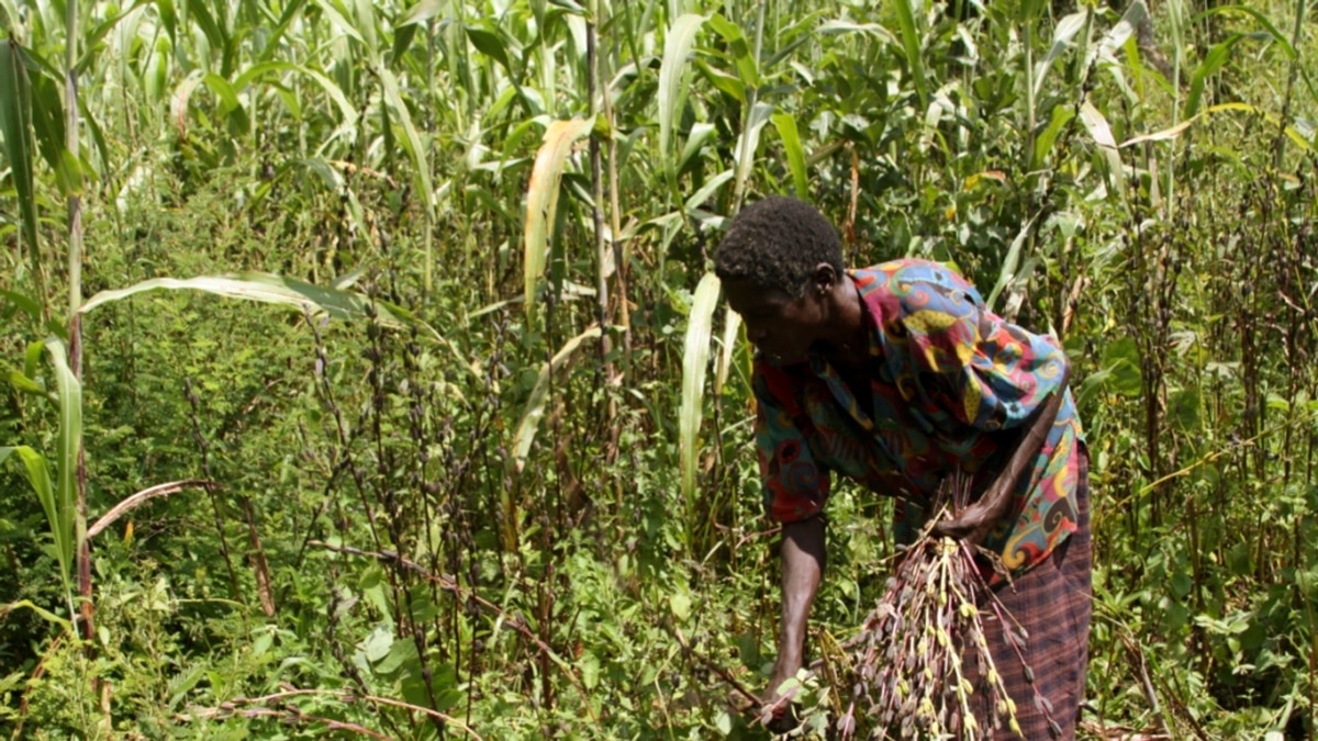 "Forte croissance" de la production agricole d'ici 2027 en Afrique