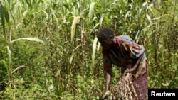 For centuries, farmers like Berhanu Gudina have been tending tiny plots of maize, wheat or barley amid the vastness of the lush green plains. Akia village outside Lira town in the northern region of Uganda, November 11, 2009. (Hudson Apunyo/REUTERS)