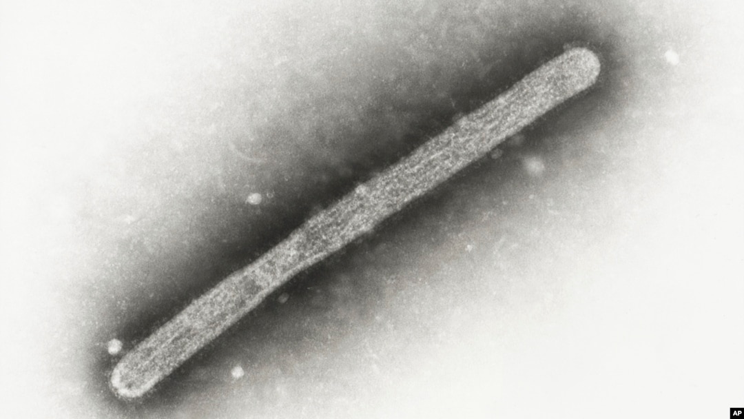 Оваа слика од електронски микроскоп од 2005 година покажува птичји грип А H5N1. 