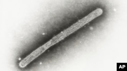 FILE - This 2005 electron microscope image shows an avian influenza A H5N1 virion. 