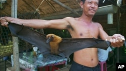 FILE - A rice soup vendor shows a giant bat to his customers at his small restaurant in the suburb of Chroy Ampil district, 15 kilometers east of Phnom Penh, Saturday, August 24, 1996. 