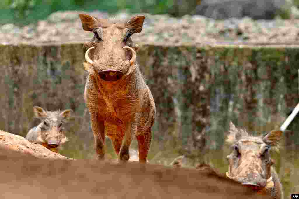 Warthogs gather on a hill at Leofoo Village theme park in Hsinchu, Taiwan.