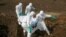 FILE - Health workers carry the body of a suspected Ebola victim for burial at a cemetery in Freetown, Sierra Leone, Dec. 21, 2014. 
