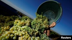 Un empleado de la viña M. R. Mathias Wolf cosecha uvas en Loerzweiler, Alemania, el 6 de agosto de 2018. REUTERS / Ralph Orlowski -