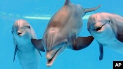 File - Dolphins are seen at the Brookfield Zoo in Brookfield, Ill. (AP Photo/Chicago Zoological Society, Jim Schulz)