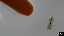Según los científicos la investigación se complica porque no se puede criar a los piojos en laboratorio.