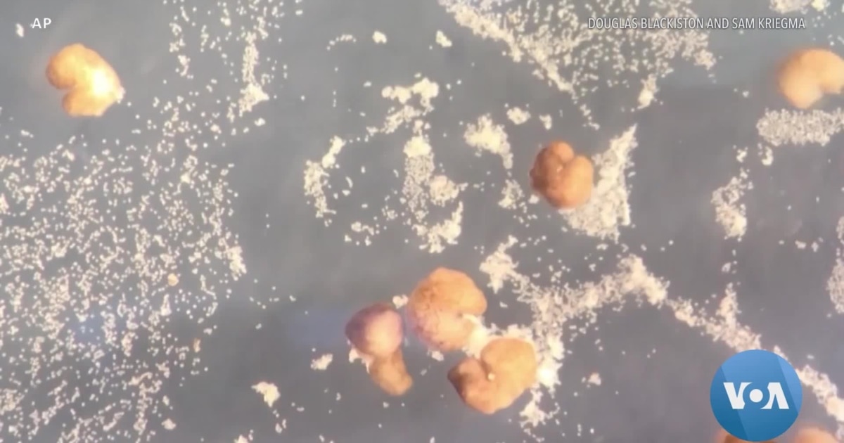 Xenobots – US Scientists Create Tiny Living Robots That Can Reproduce