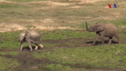 Os Elefantes da Floresta centro-Africana