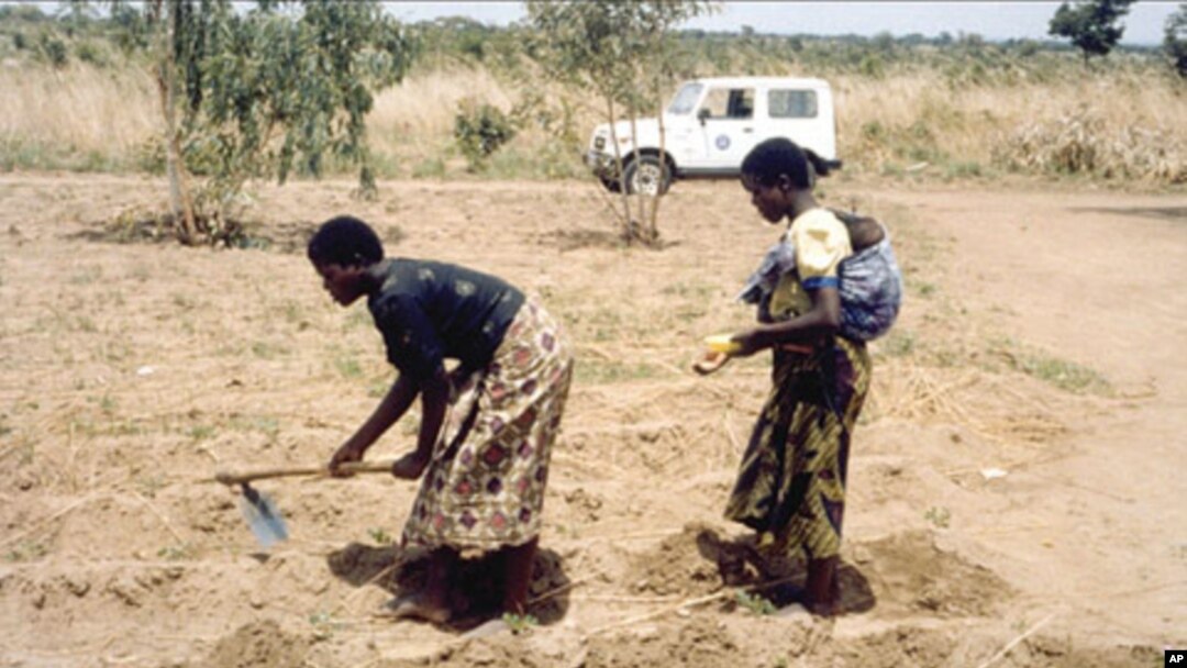 Perempuan Malawi dengan anak di punggungnya bekerja di ladang (foto: dok). Ibu hamil dan wanita yang sedang menyusui yang terinfeksi AIDS di negara itu menerima pengobatan seumur hidup.