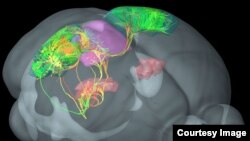 Connections between four distinct visual areas of the mouse cortex. (Allen Institute for Brain Science)